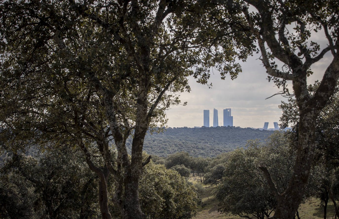Desde el monte, las torres de Madrid. Entre ciervos y ciudad.